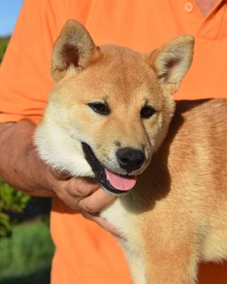 Cuccioli di shiba inu