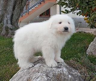 Cucciola di pastore Abruzzese amaremmano