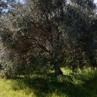 alberi ulivo a 120 euro luno