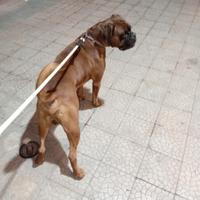 Boxer disponibile per monta