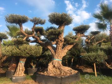 Olivi Ornamentali