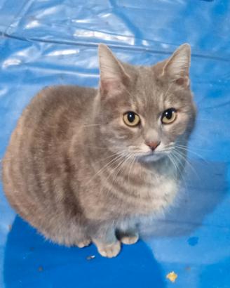 Gattina Anastasia, dolcissima nata nel 2018