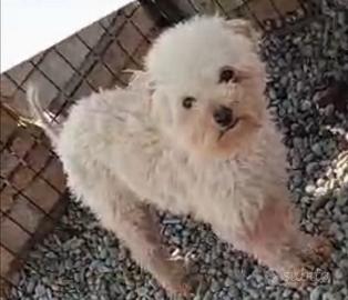 Barboncino mini toy 7 mesi