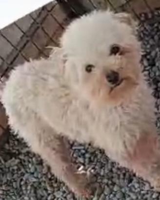 Barboncino mini toy 7 mesi