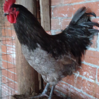 Galli di razza
