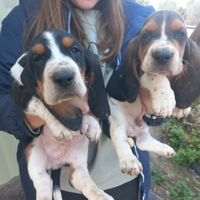 Bassethound cuccioli