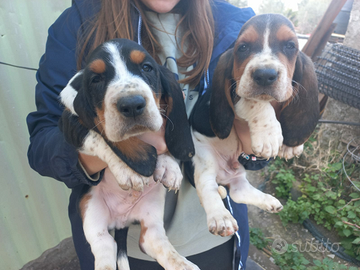 Bassethound cuccioli
