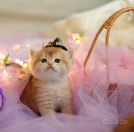 Scottish Fold straight gattina pedigree golden