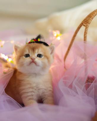 Scottish Fold straight gattina pedigree golden