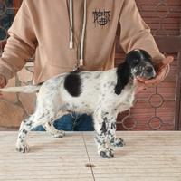 Setter inglesi cuccioli e cuccioloni