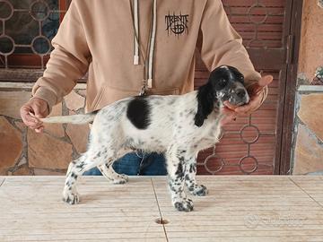Setter inglesi cuccioli e cuccioloni