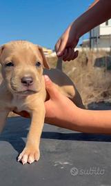 American Pitbull Terrier U KC