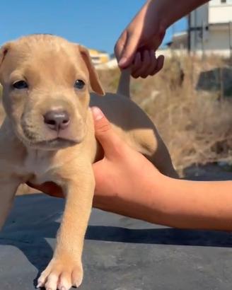 American Pitbull Terrier U KC