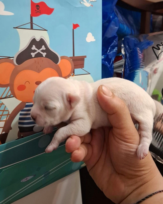 Chihuahua toy formidabile