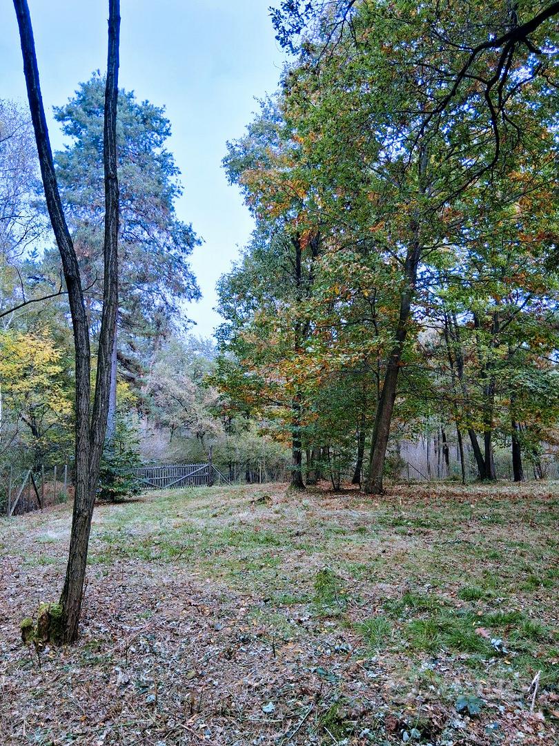 Terreno boschivo 6500 mq recintato - Vista 2