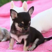 CHIHUAHUA TOY CUCCIOLI NERI FOCATI pag 12 rate