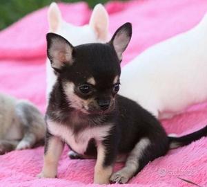CHIHUAHUA TOY CUCCIOLI NERI FOCATI pag 12 rate