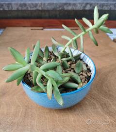 Pianta grassa sedum in ciotola di porcellana blu