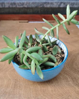 Pianta grassa sedum in ciotola di porcellana blu