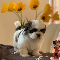 Cuccioli Shih Tzu con pedigree