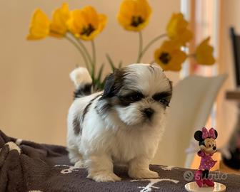 Cuccioli Shih Tzu con pedigree