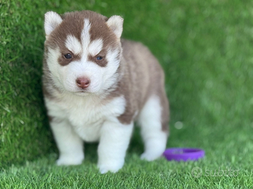 Husky