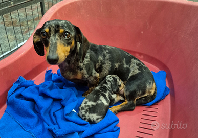 Cucciola di Bassotto Arlecchino Silver