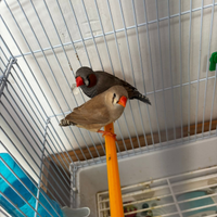 Diamantini mandarino