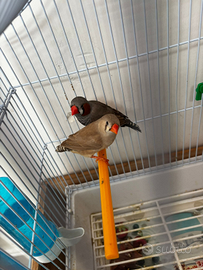 Diamantini mandarino