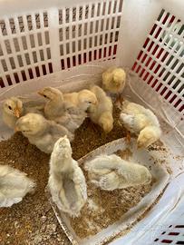 Galline Legbar