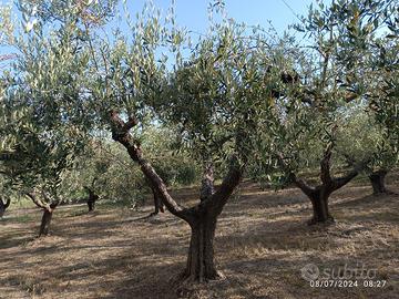 piante di ulivo di 50 anni