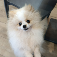 Spitz tedesco nano - pomeranian