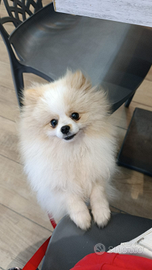 Spitz tedesco nano - pomeranian