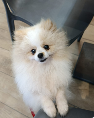 Spitz tedesco nano - pomeranian