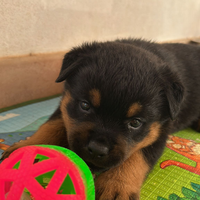 Cuccioli rottweiler