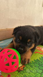 Cuccioli rottweiler