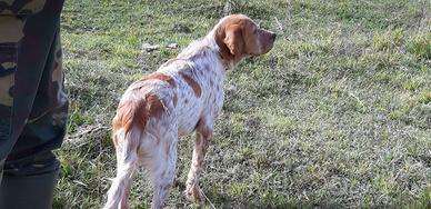 Cane da caccia (Setter Inglese)