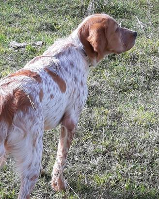 Cane da caccia (Setter Inglese)