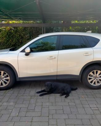 Mazda cx5 2200 d. evolve 110kw 15o cv
