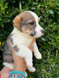Corgi Pembroke
