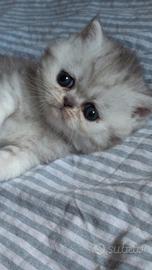 Cucciola chinchilla