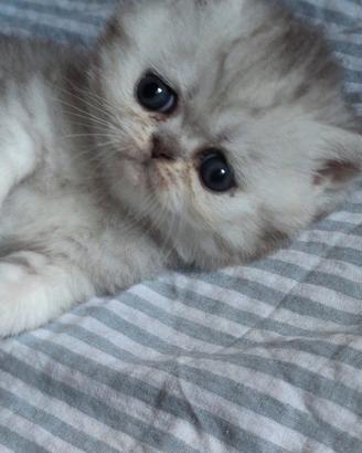 Cucciola chinchilla
