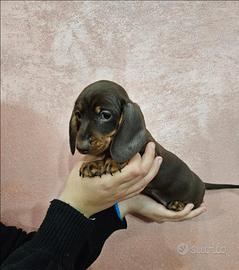 Bassotto kaninchen marrone carbonaro