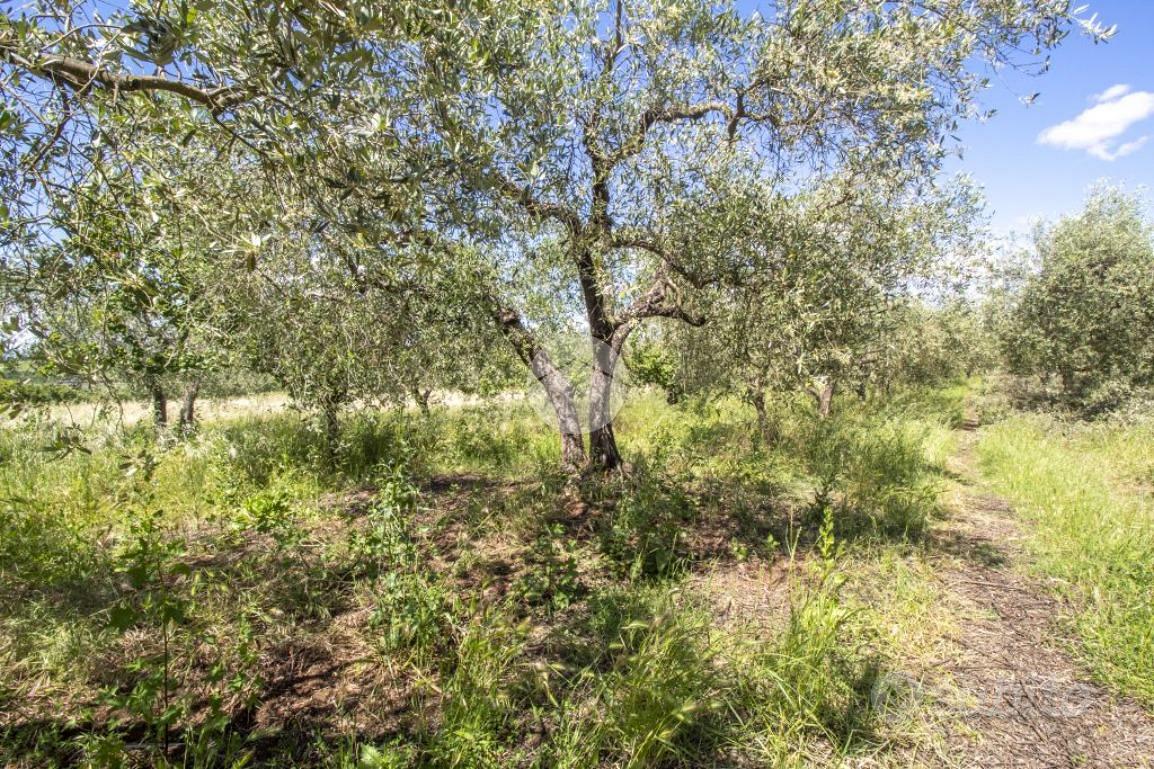 TER. AGRICOLO A MORICONE - Vista 4