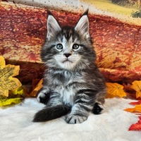 LEGGERE TUTTO SOTTOMaine Coon TOP WILD