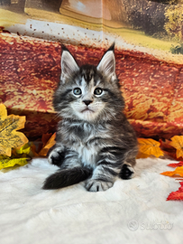 LEGGERE TUTTO SOTTOMaine Coon TOP WILD