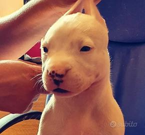 Cucciola di Dogo Argentino