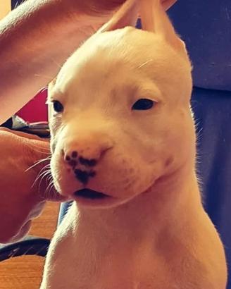 Cucciola di Dogo Argentino