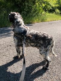 Rudy - Setter inglese di 5 anni