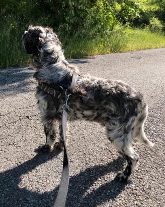 Rudy - Setter inglese di 5 anni